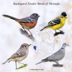 A Guide to 28 Common Backyard Birds in Nevada