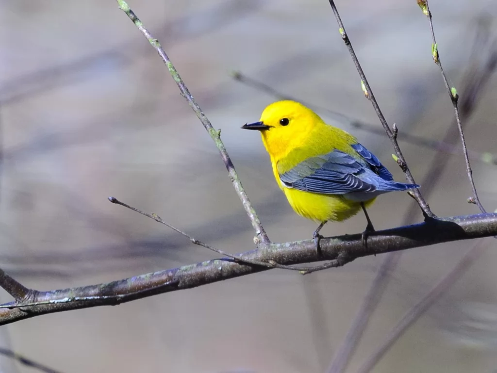 A Guide to Red, Orange, and Yellow Birds Found in Georgia