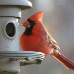 A Guide to Red, Orange, and Yellow Birds Found in Georgia