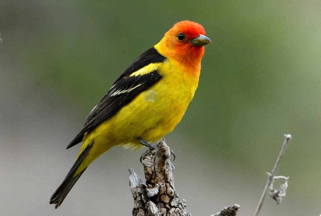 A Guide to Red, Orange, and Yellow Birds Found in Georgia