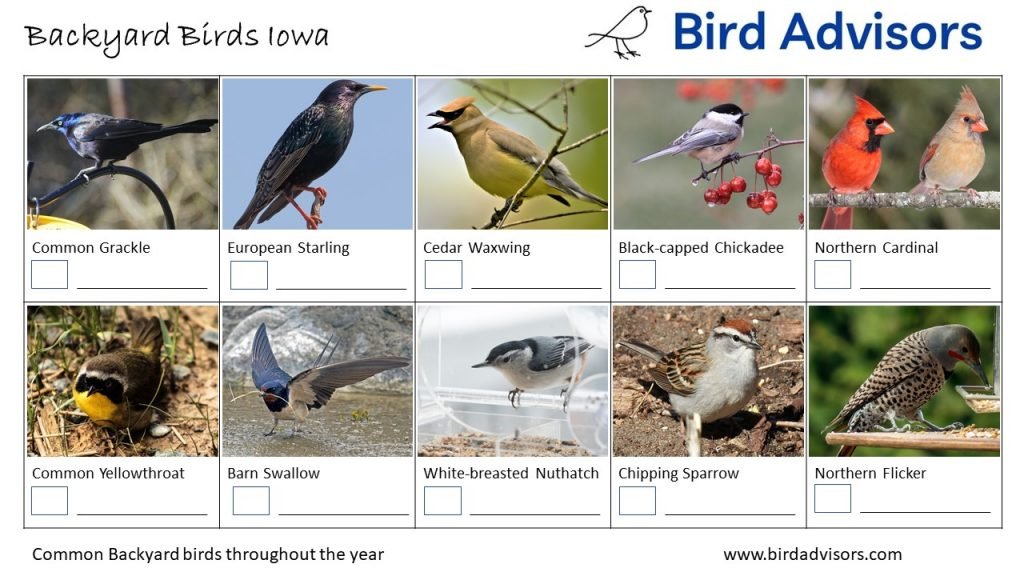 A Guide to the Most Common Backyard Birds in Iowa