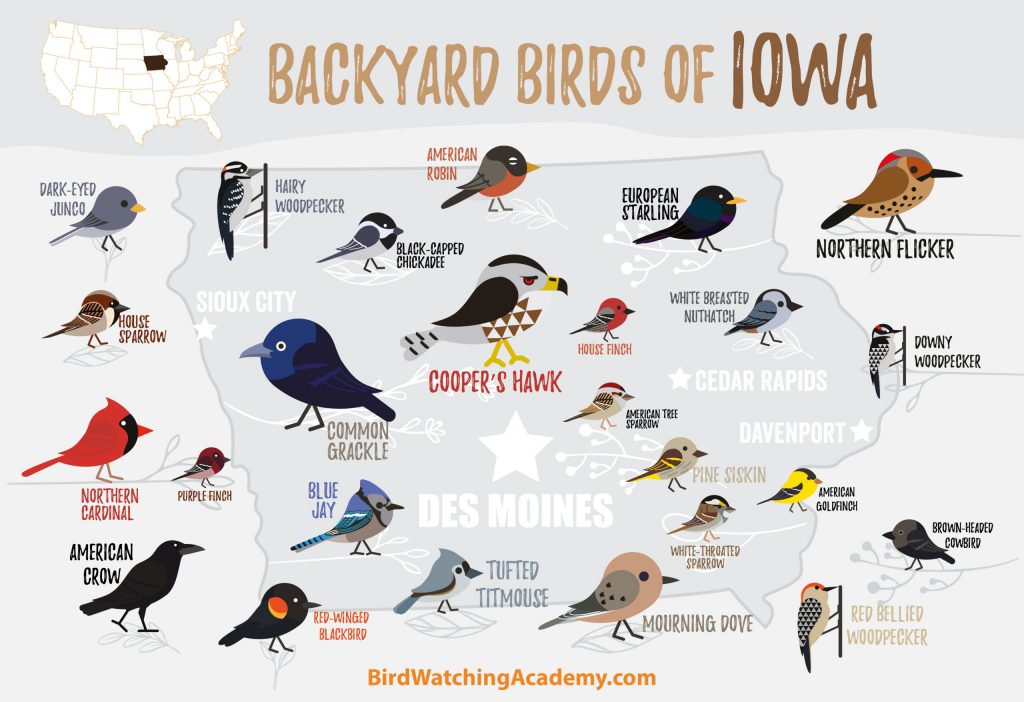 A Guide to the Most Common Backyard Birds in Iowa