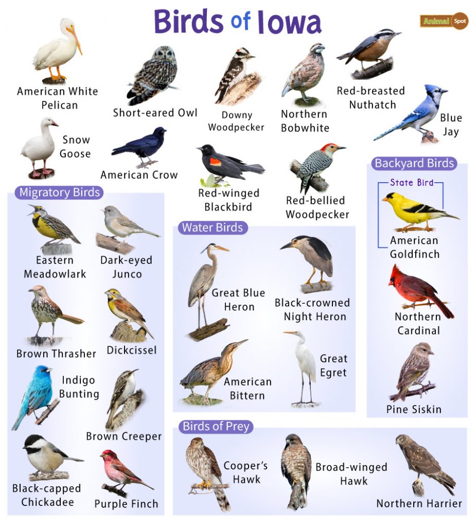 A Guide to the Most Common Backyard Birds in Iowa