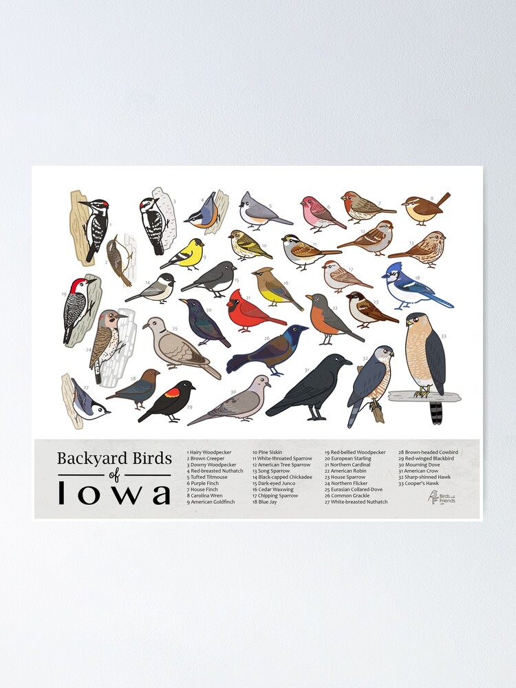 A Guide to the Most Common Backyard Birds in Iowa