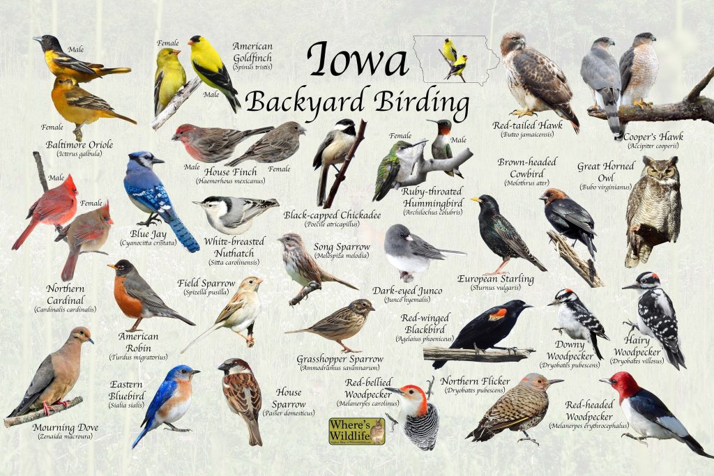 A Guide to the Most Common Backyard Birds in Iowa