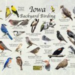 A Guide to the Most Common Backyard Birds in Iowa