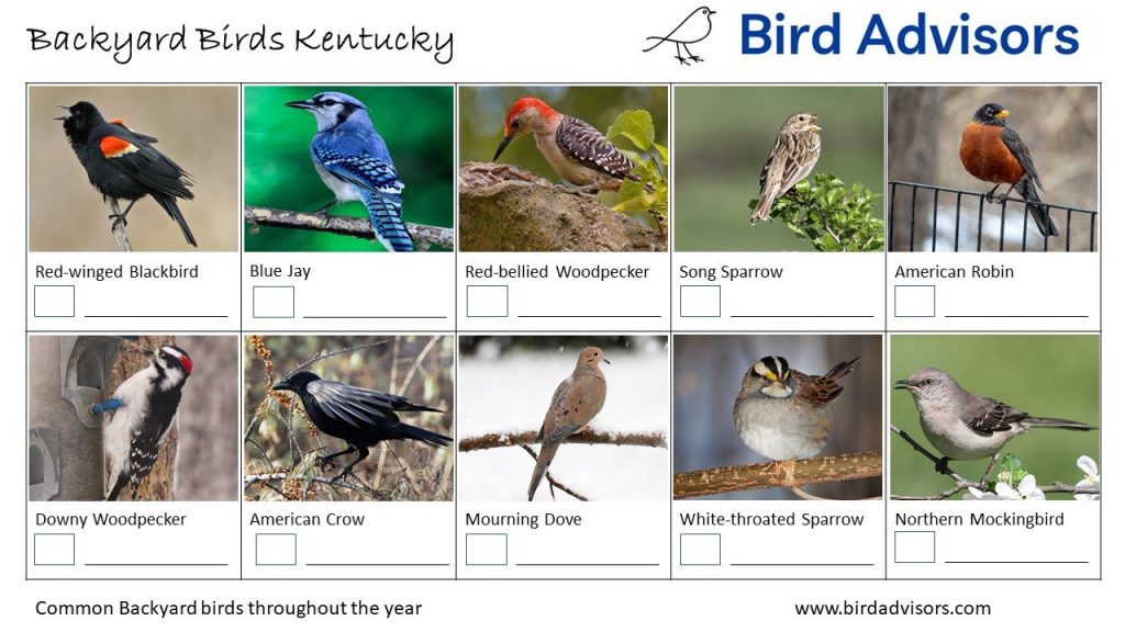 A Guide to the Most Common Backyard Birds in Kentucky