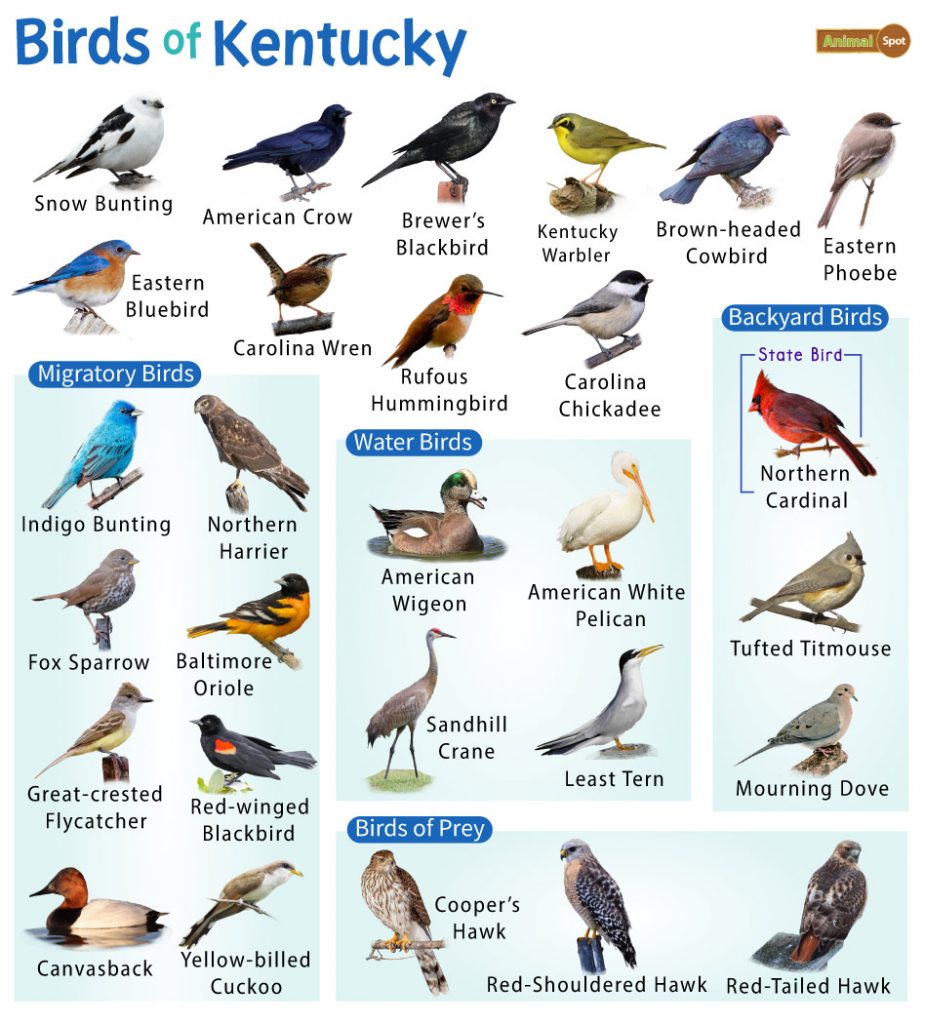 A Guide to the Most Common Backyard Birds in Kentucky