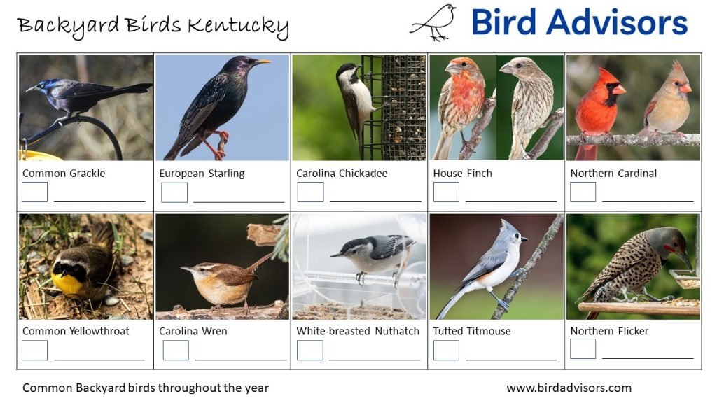 A Guide to the Most Common Backyard Birds in Kentucky