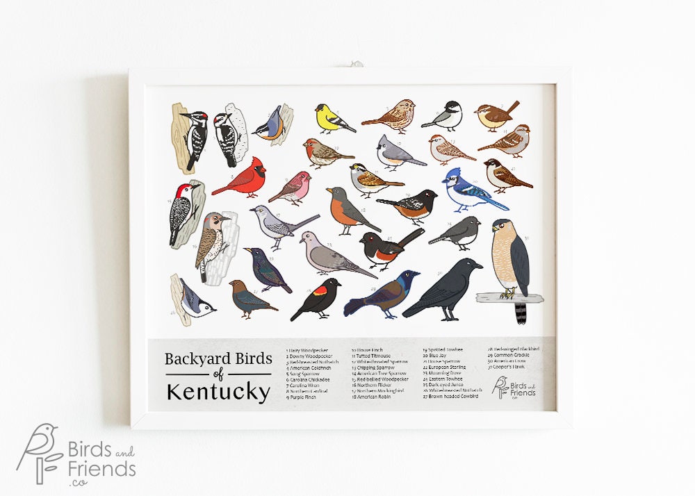 A Guide to the Most Common Backyard Birds in Kentucky