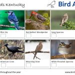 A Guide to the Most Common Backyard Birds in Kentucky