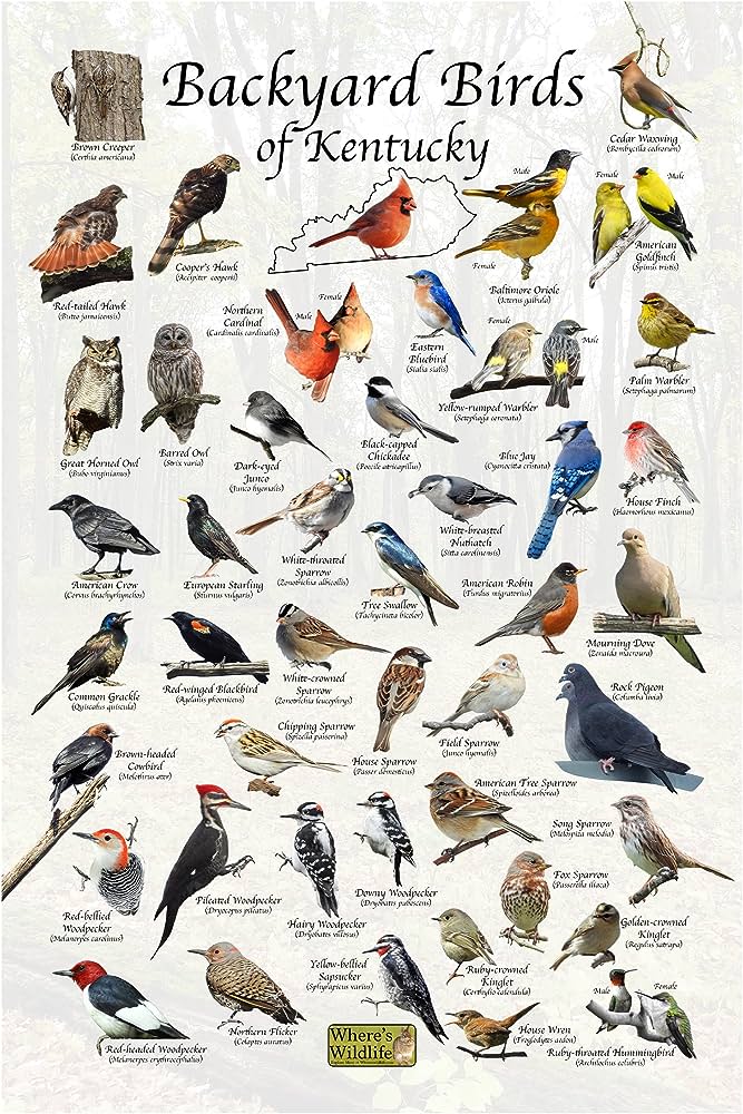 A Guide to the Most Common Backyard Birds in Kentucky