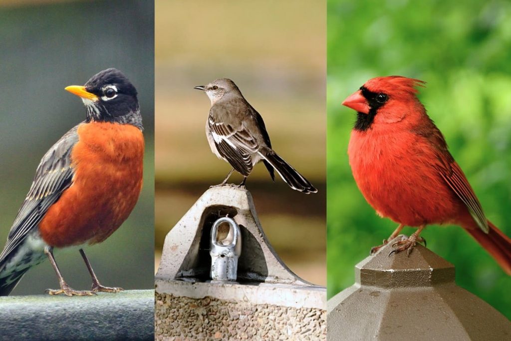 A Guide to the Most Common Backyard Birds in New York