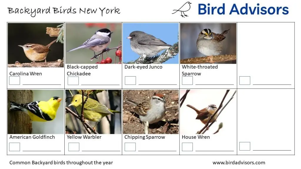 A Guide to the Most Common Backyard Birds in New York