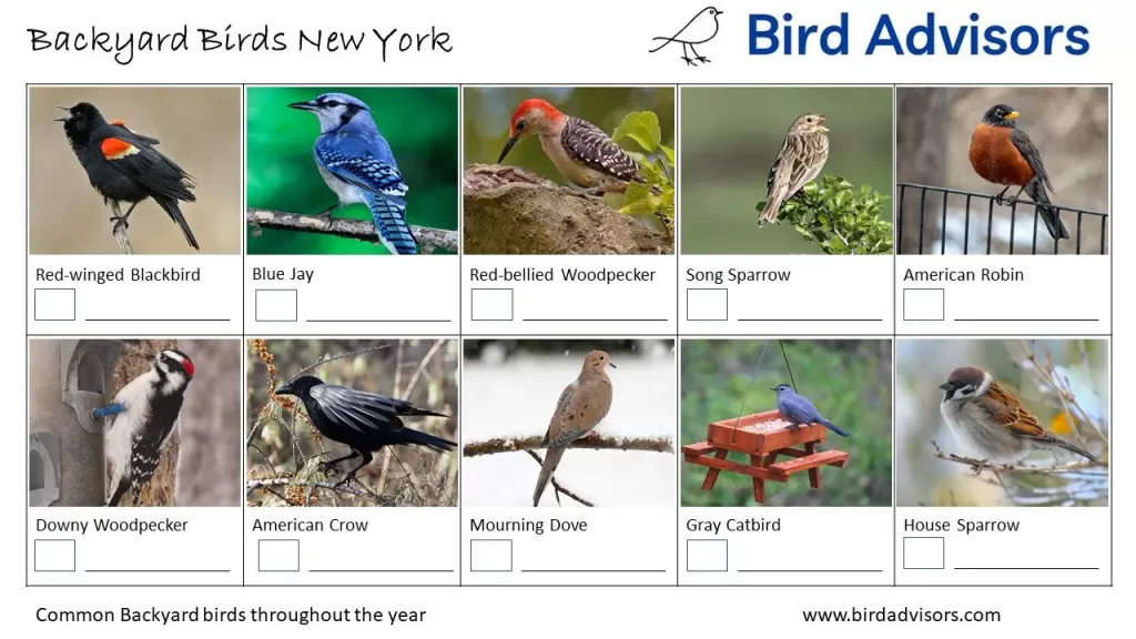 A Guide to the Most Common Backyard Birds in New York