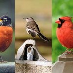 A Guide to the Most Common Backyard Birds in New York