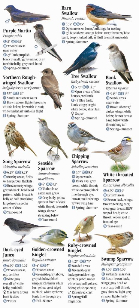 A Guide to the Most Common Backyard Birds in New York