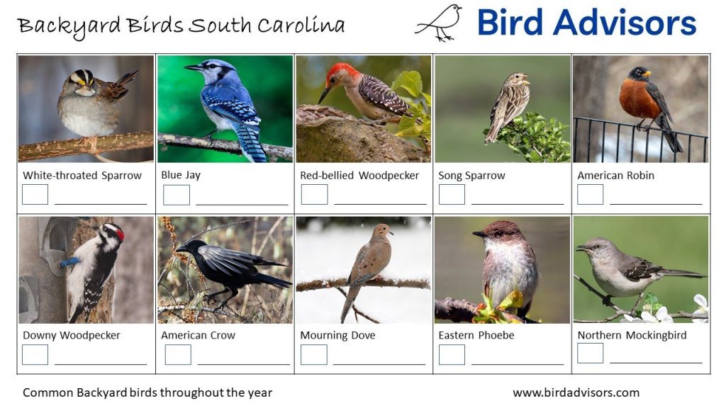 A Guide to the Most Common Backyard Birds in South Carolina