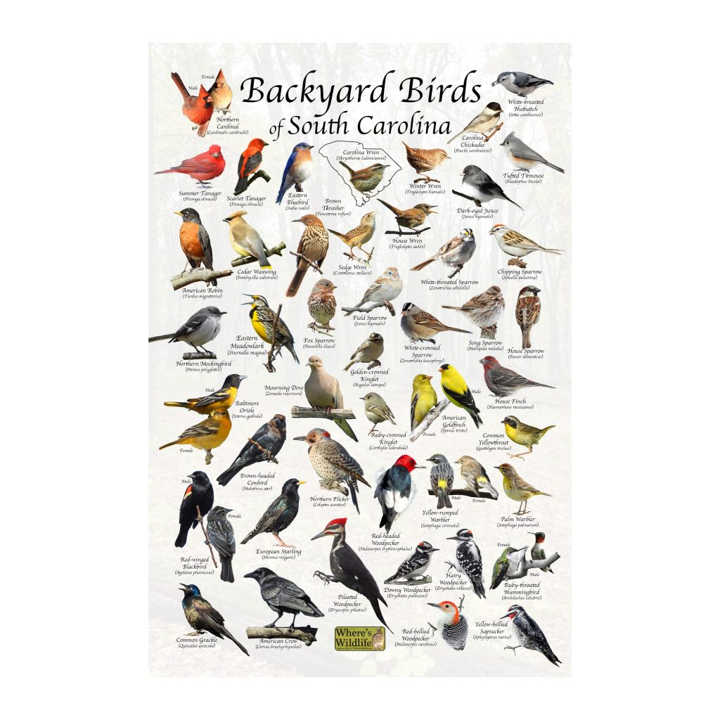 A Guide to the Most Common Backyard Birds in South Carolina