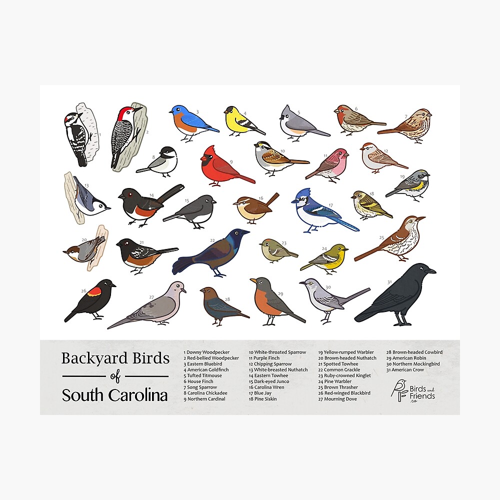 A Guide to the Most Common Backyard Birds in South Carolina