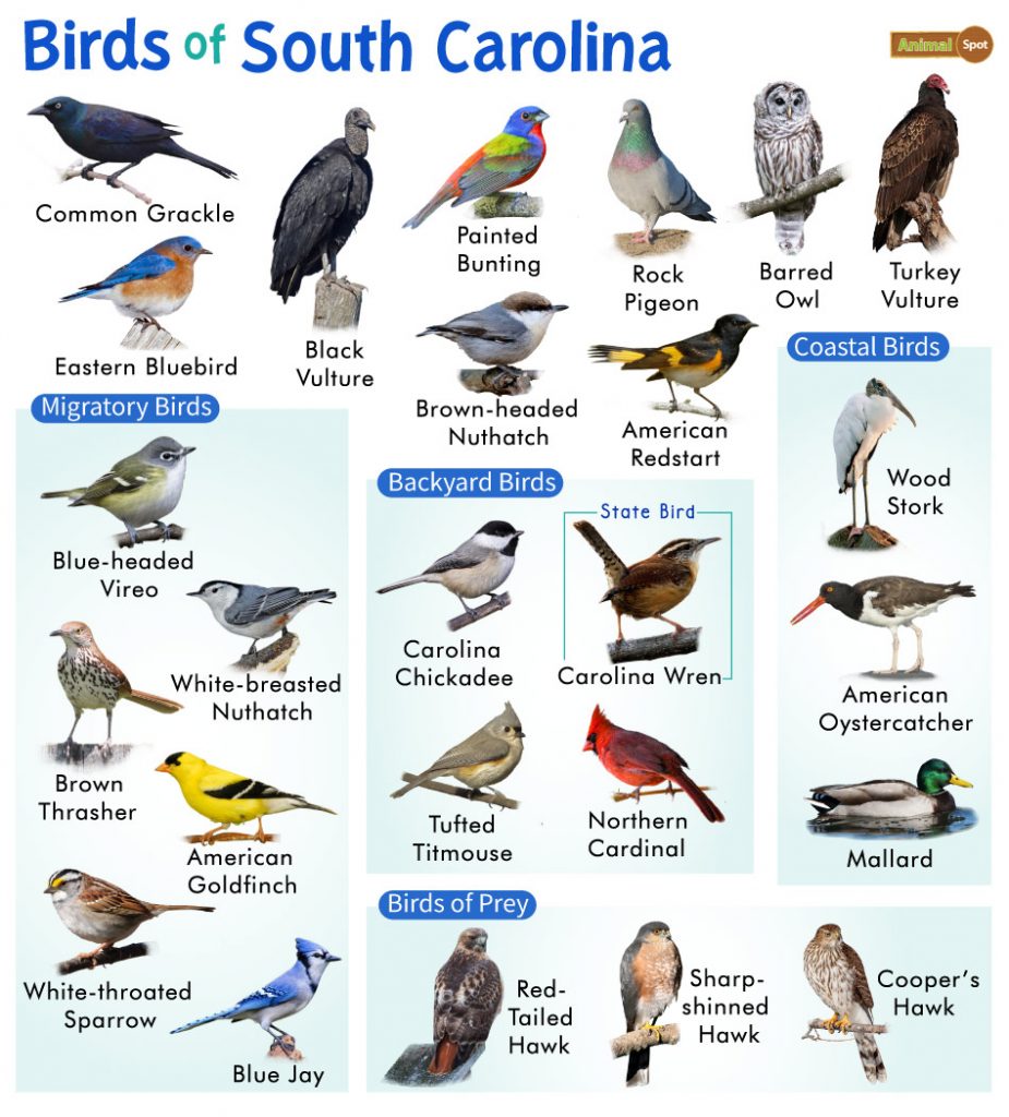 A Guide to the Most Common Backyard Birds in South Carolina