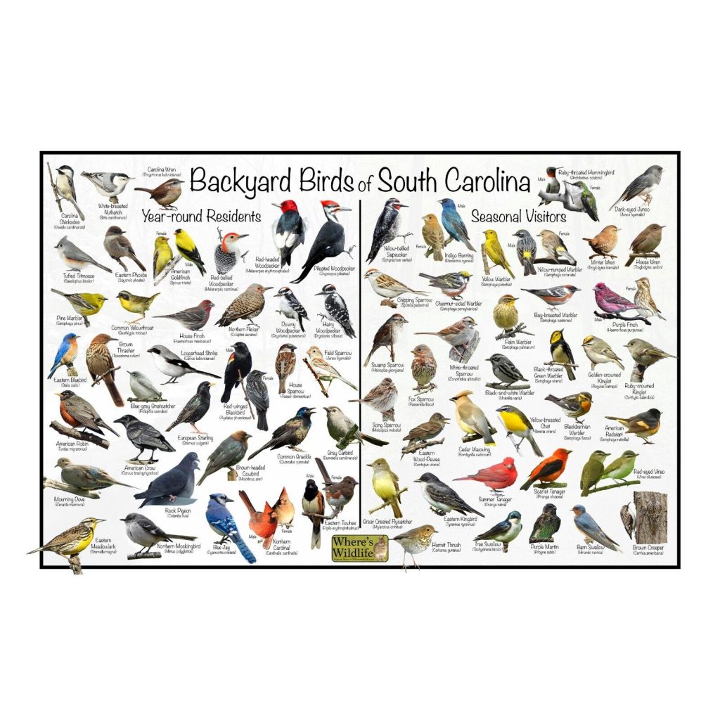 A Guide to the Most Common Backyard Birds in South Carolina