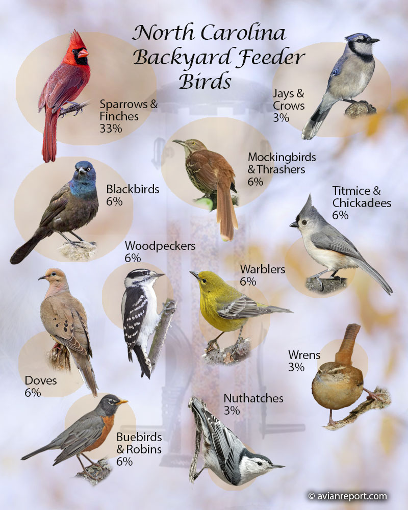 A List of Common Backyard Birds in North Carolina