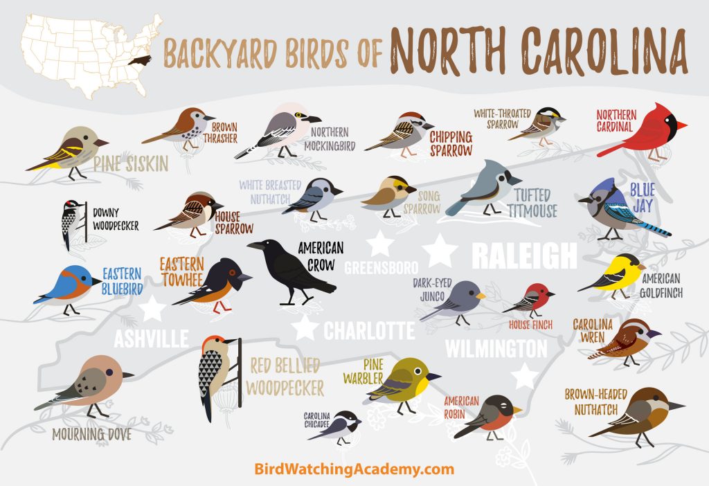 A List of Common Backyard Birds in North Carolina