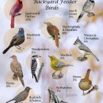 A List of Common Backyard Birds in North Carolina