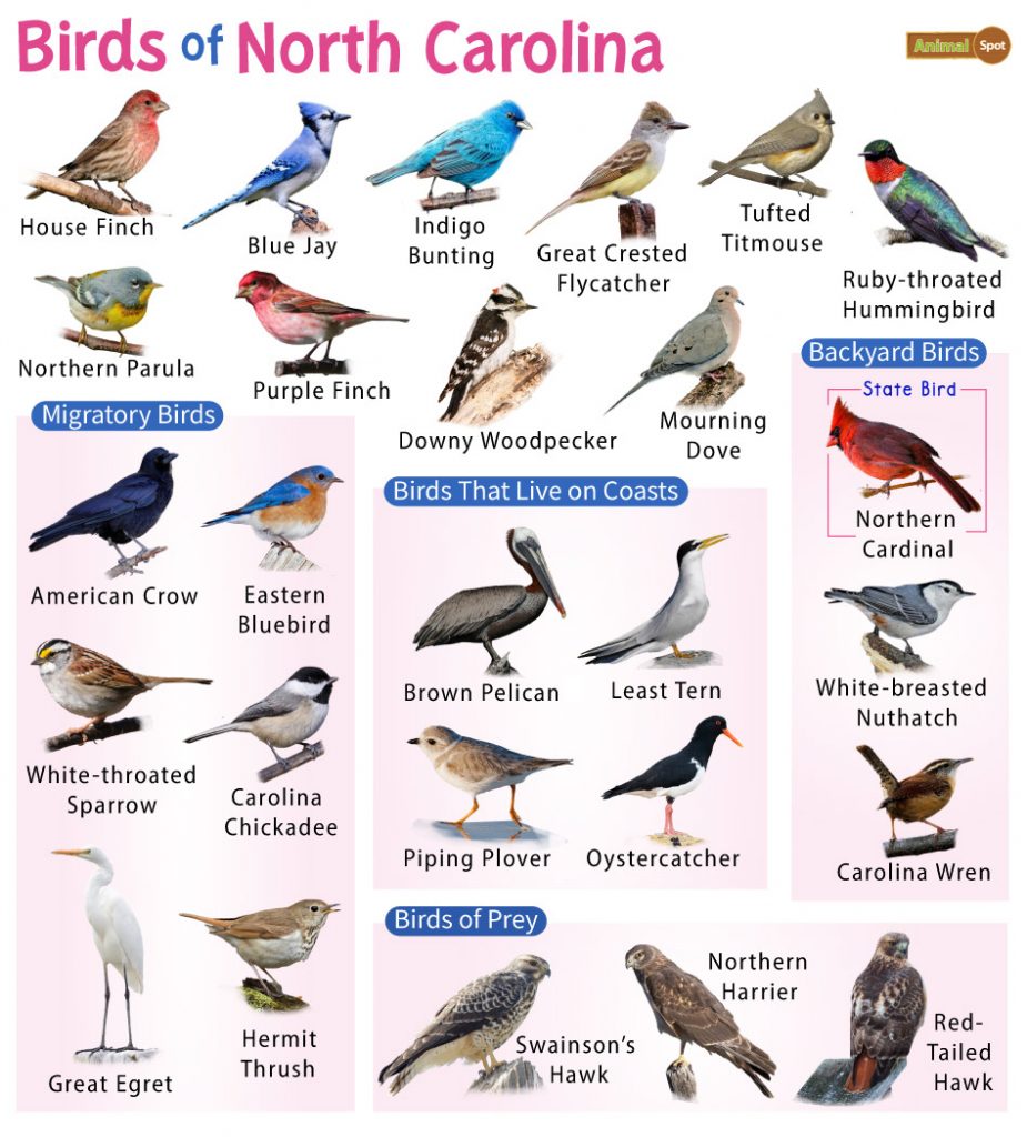 A List of Common Backyard Birds in North Carolina