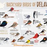 A List of Common Birds Found in Delaware Backyards