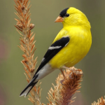 American Goldfinches: Common Songbirds of the United States and Canada