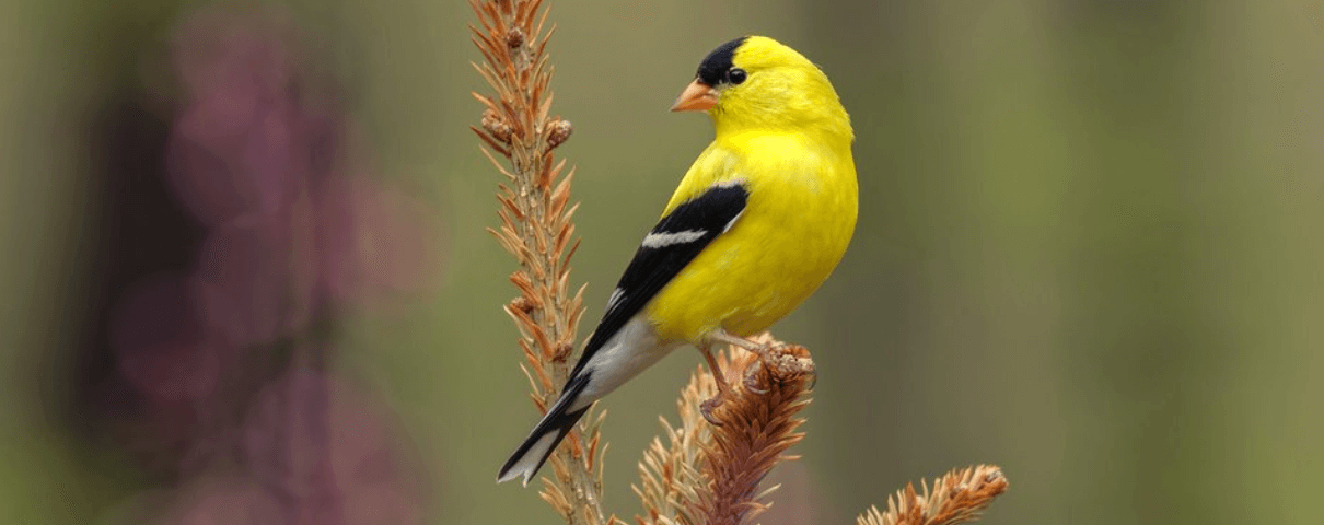 American Goldfinches: Common Songbirds of the United States and Canada ...