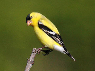 American Goldfinches: Year-round Residents of the United States