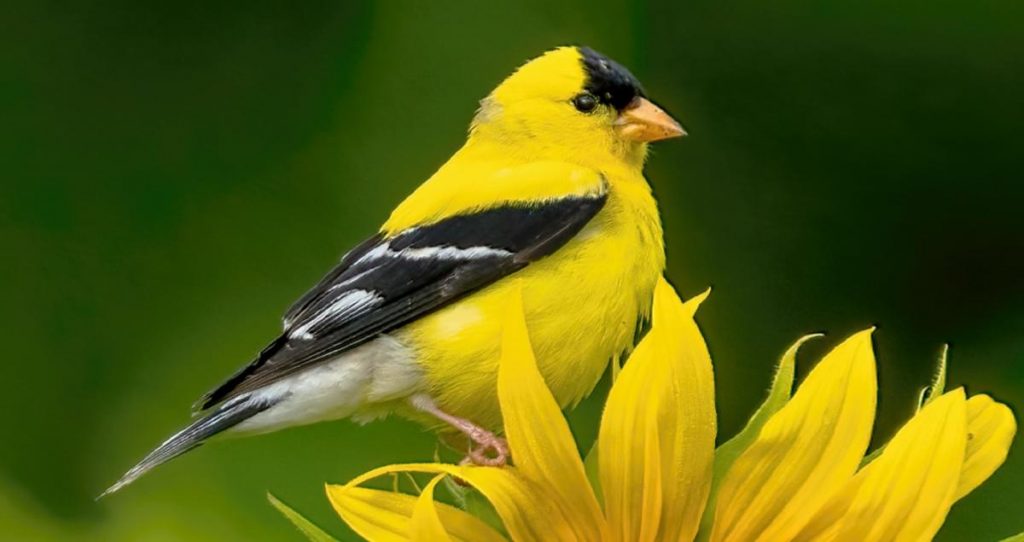 American Goldfinches: Year-round Residents of the United States