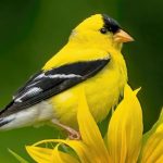 American Goldfinches: Year-round Residents of the United States