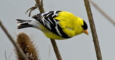 American Goldfinches: Year-round Residents of the United States