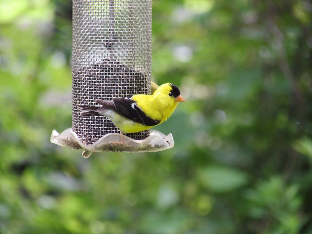 Attracting American Goldfinches with Niger Seed and Sunflower Feeders