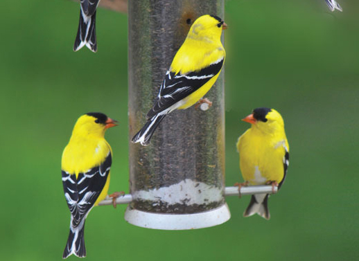 Attracting American Goldfinches with Niger Seed and Sunflower Feeders