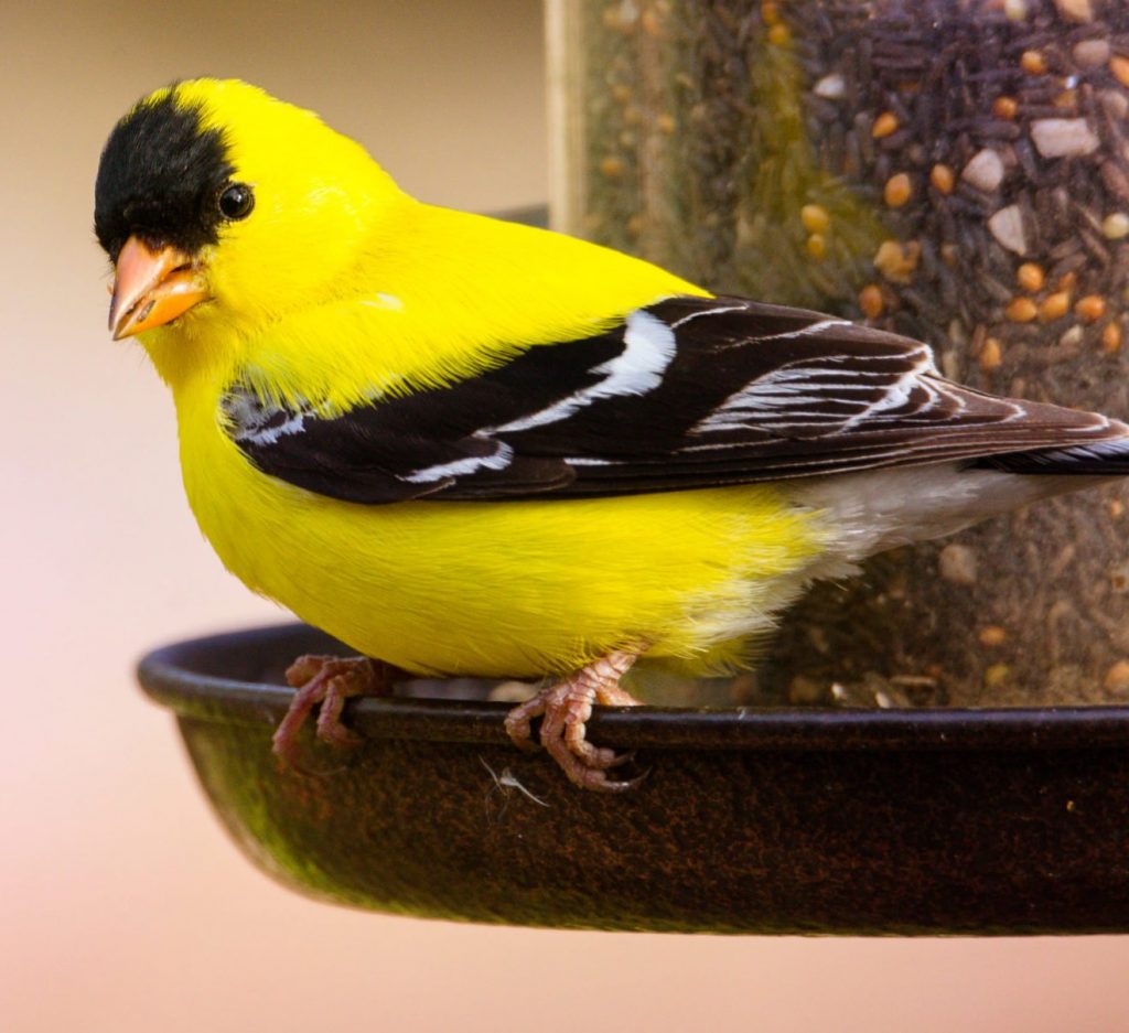 Attracting American Goldfinches with Niger Seed and Sunflower Feeders