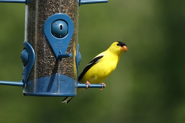 Attracting American Goldfinches with Niger Seed and Sunflower Feeders