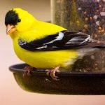 Attracting American Goldfinches with Niger Seed and Sunflower Feeders