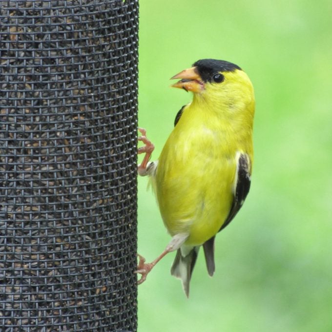 Attracting American Goldfinches with Niger Seed and Sunflower Feeders