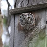 Attracting Barred Owls to Your Yard with Nest Boxes