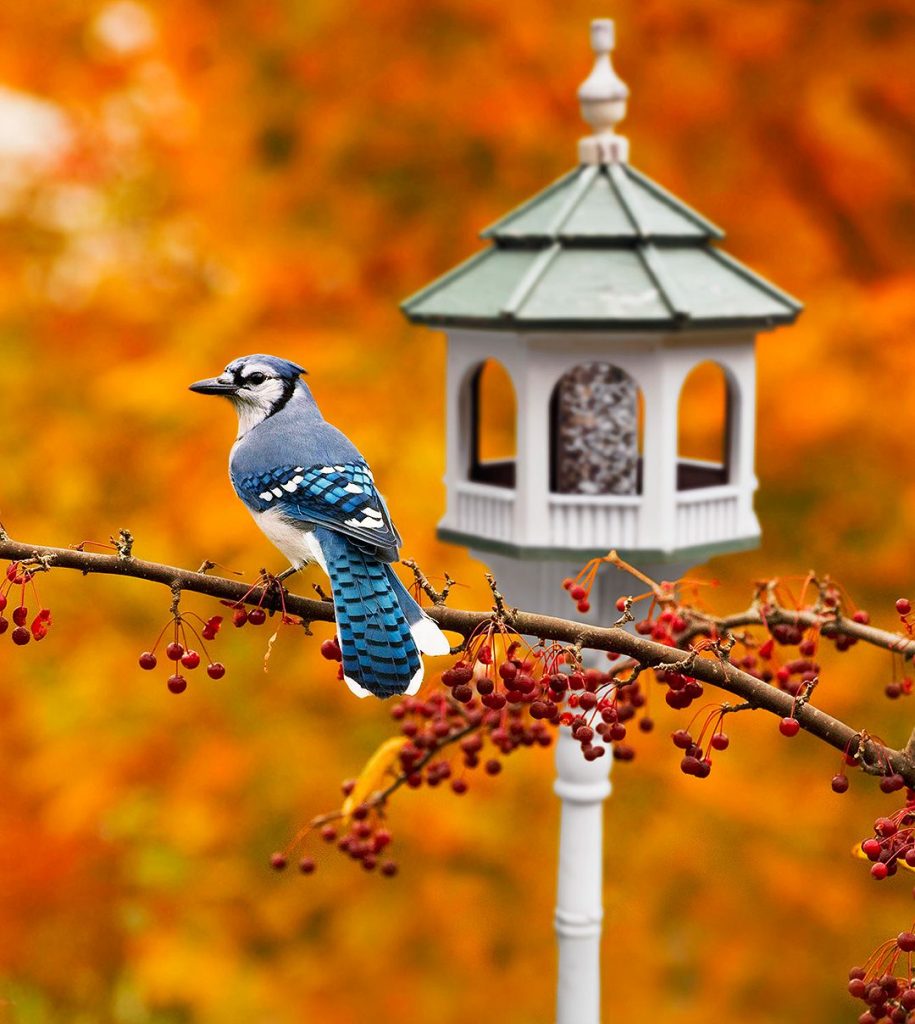 Attracting Different Bird Species with Fruits in Your Backyard