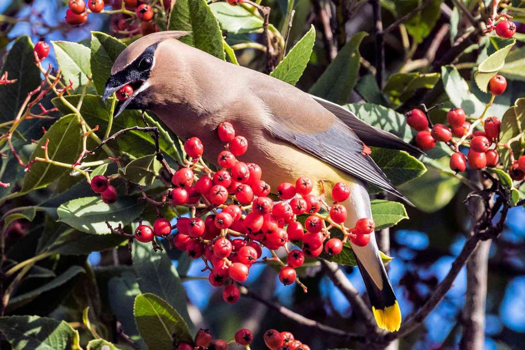 Attracting Different Bird Species with Fruits in Your Backyard