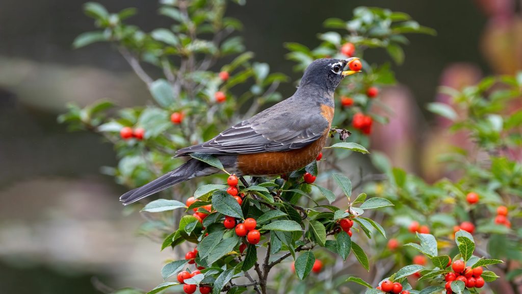 Attracting Different Bird Species with Fruits in Your Backyard