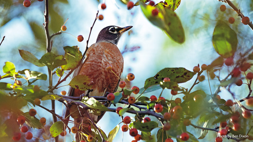 Attracting Different Bird Species with Fruits in Your Backyard