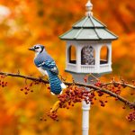 Attracting Different Bird Species with Fruits in Your Backyard