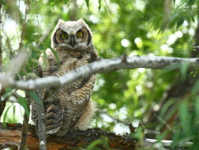 Attracting Great Horned Owls to Your Yard with Large Properties and Open Space